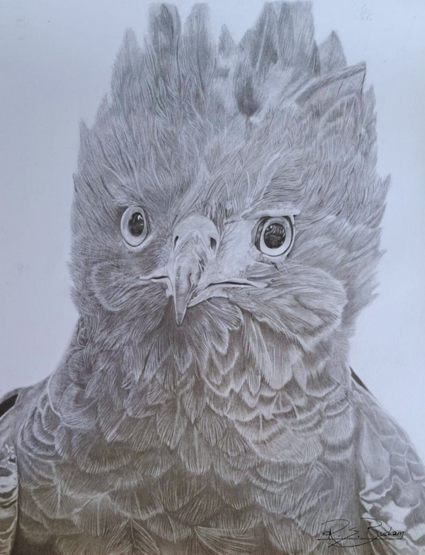 Belizean Bird Collection: Harpy Eagle by Ruth Budram