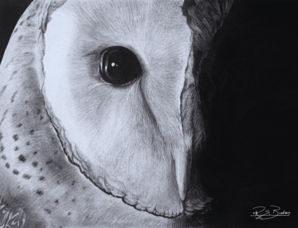 Barn Owl by Ruth Budram
